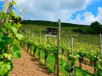 Wine-and-culinary-tours-Viana-do-Castelo